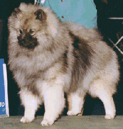 [JD, Ch. A*starz And
Stripes]