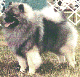 [JD, Ch. A*starz And Stripes]