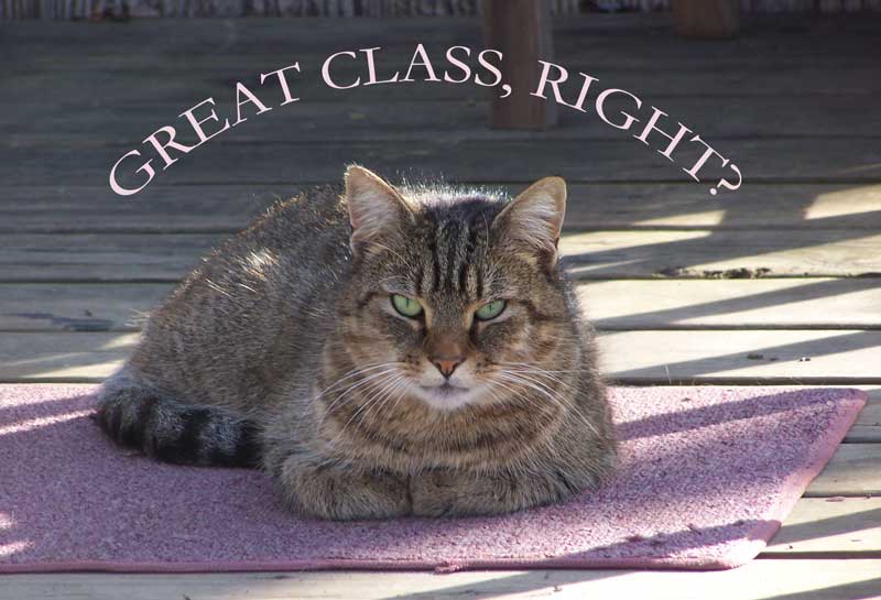 Cat asking the question: Great Class?