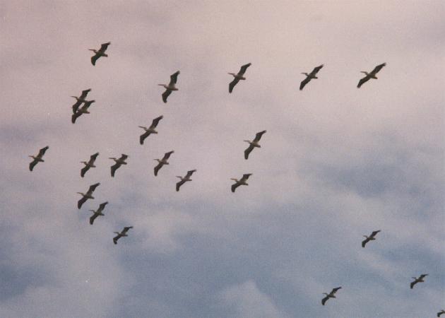 Pelicans in flight.