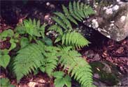 Photo of a fern.