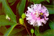 Photo of Flower and Bee