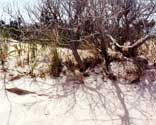 Photo of trees, sand and shadows