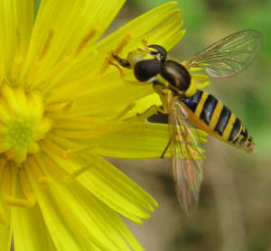 Hover Fly