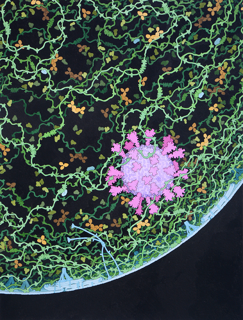 This painting shows a cross section through a small respiratory 
droplet, like the ones that are thought to transmit SARS-CoV-2. The
virus is shown in magenta, and the droplet is also filled with 
molecules that are present in the respiratory tract, including mucins
(green), pulmonary surfactant proteins and lipids (blue), and
antibodies (tan).