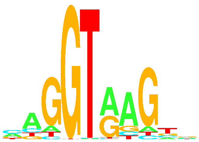large sequence logo for human donor splice sites