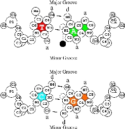 The 4 basepairs of DNA.