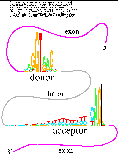 Tiny sequence logos for human donor and acceptor sites