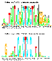 tiny sequence logos for bacteriophage T7 RNA polymerase
sites and experimentally generated random but strongly
functional T7 RNA polymerase sites.