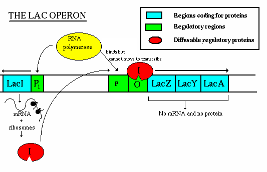 repressed lac operon