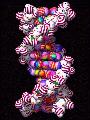 right handed DNA molecule with striped atoms that looks
like delicious candy