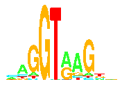 human donor splice site sequence logo