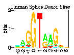 human splice donor sites sequence logo