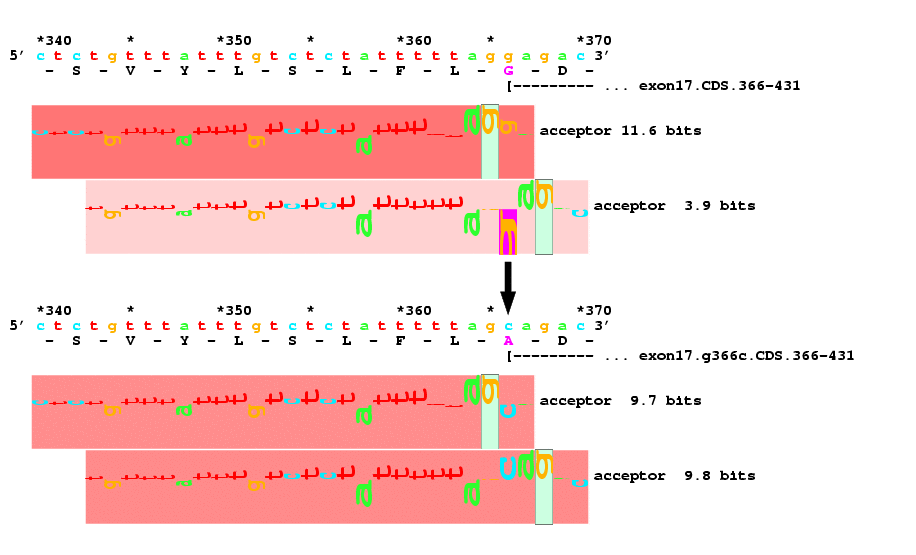 Sequence of the ABCR gene and a mutated sequence at the
5' end of exon 17.  The top one has a G which is the middle
base of the codon GGA, coding for G (glycine).  The bottom
sequence shows this base changed to a C, GCA now coding for
A (Alanine).  Below the top sequence are two sequence
walkers for human splice acceptor sites of 11.6 bits
(exactly at the end of the exon) and 3.9 bits (3 bases to
the left end of the exon).  After the mutation the first
walker becomes 9.7 bits and the second one becomes 9.8 bits.