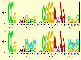 sequence logo showing G.  Stormo's RNA Structure Logos