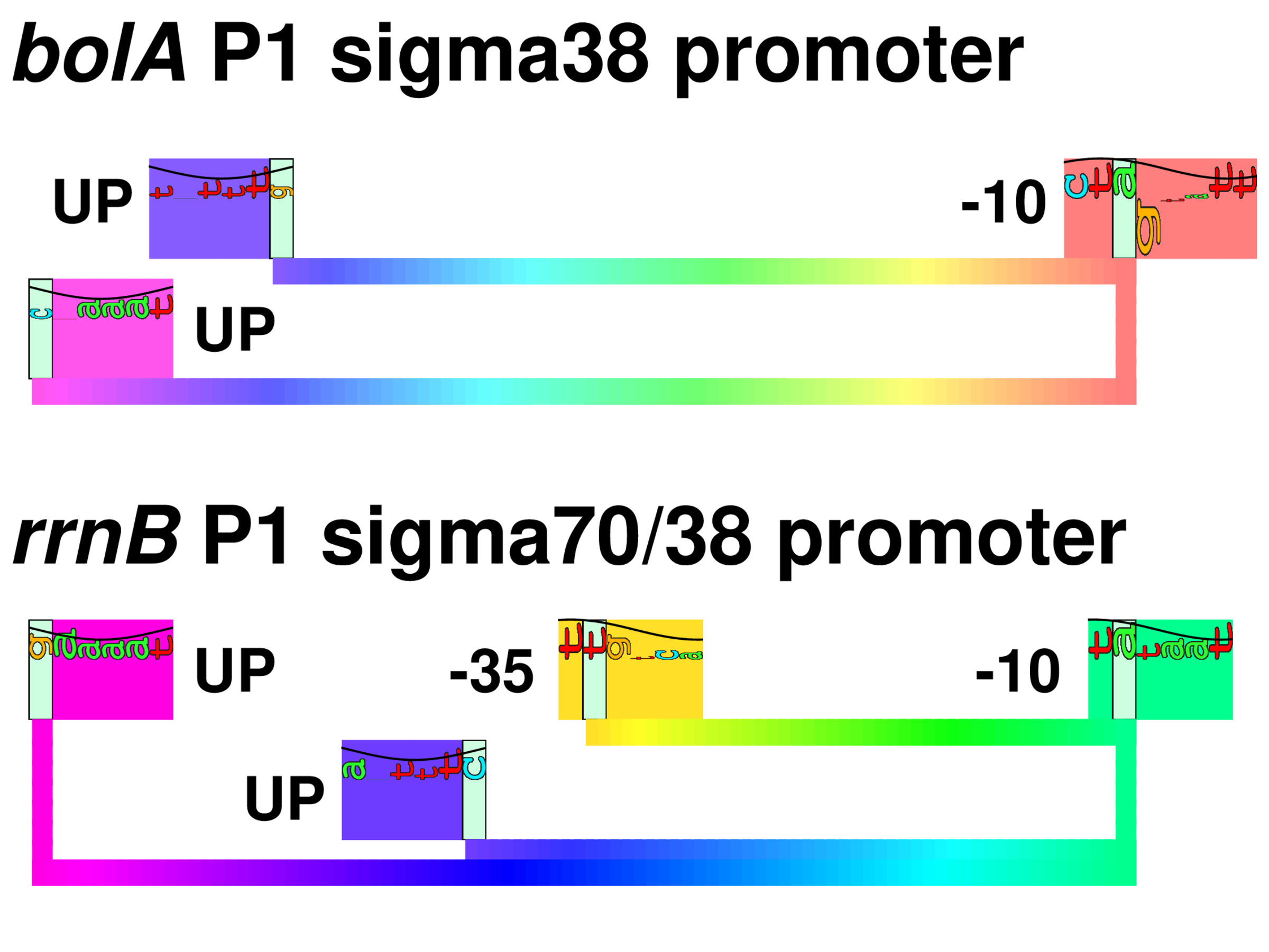 Proposed cover figure for sigma38 paper
showing sequence logos and walker for several genes