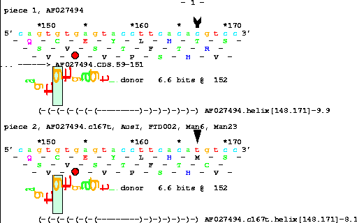 Sequence walker for a 6.6 bit human donor splice site at
the end of an exon shown overlapping a -9.9 kcal per mole
RNA structure.  Below this a mutated sequence in the
structure reduces its energy to -8.1 kcal per mole.