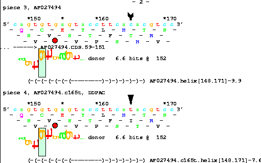 Sequence walker for a 6.6 bit human donor splice site at
the end of an exon shown overlapping a -9.9 kcal per mole
RNA structure.  Below this a mutated sequence in the
structure reduces its energy to -7.6 kcal per mole.