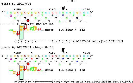 Sequence walker for a 6.6 bit human donor splice site at
the end of an exon shown overlapping a -9.9 kcal per mole
RNA structure.  Below this a mutated sequence in the
structure reduces its energy to -9.1 kcal per mole.