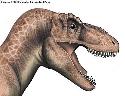 head of Tyrannosaurus Rex