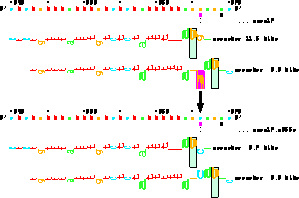 sequence walker