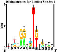 Sequence logo of 16 binding sites for Binding Site Set 1