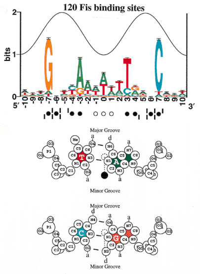 Sequence logo of Fis binding sites and DNA base pair
structure.