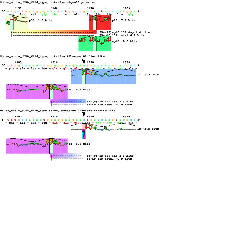 Figure S1 showing how a base change
in mouse mdr1a makes a ribosome binding site