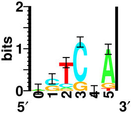 sequence logo for 16 aligned sequences