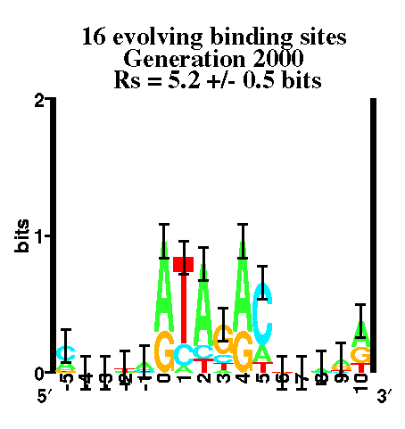 16 evolving binding sites generation 2000 Rs = 5.2 +/-
0.5 bits