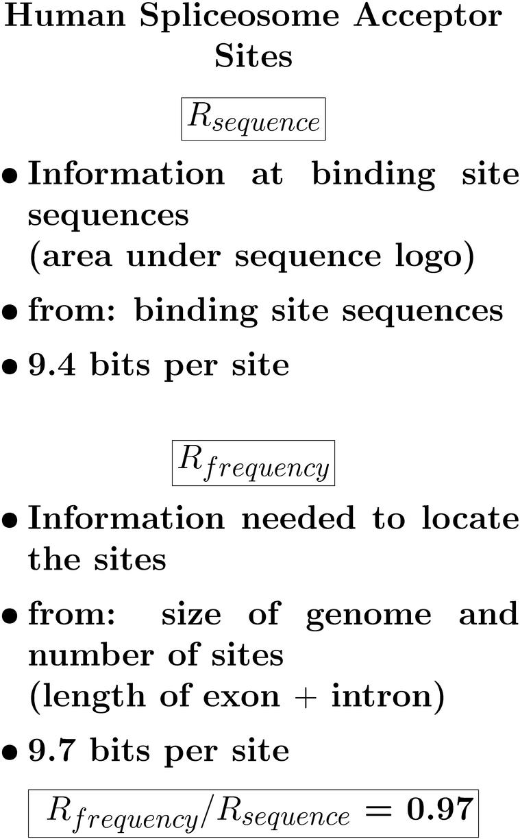  Human Spliceosome Acceptor Sites Rsequence *
Information at binding site sequences (area under sequence
logo) * from: binding site sequences * 9.4 bits per site
Rfrequency * Information needed to locate the sites * from:
size of genome and number of sites (length of exon +
intron) * 9.7 bits per site * Rfrequency / Rsequence = 0.97