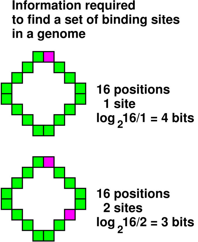 Information required to find a set of binding sites in
a genome 16 positions: 1 site, log2 16/1 = 4 bits. 16
positions: 2 sites, log2 16/2 = 3 bits.