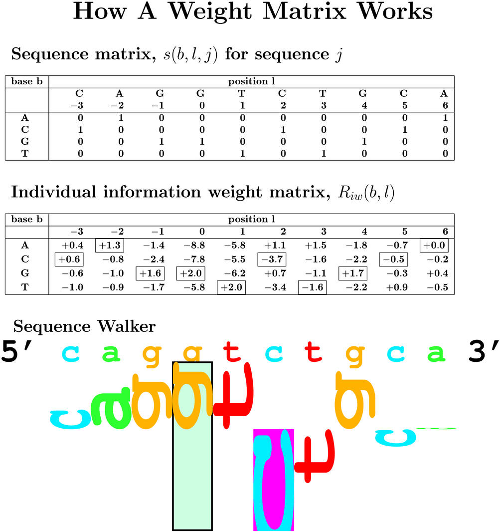  How A Weight Matrix Works Sequence matrix, s(b,l,j) for
sequence j has 4 rows (base b: ACGT) and -3 to 6 columns
(position l: CAGGTCTGCA). Each column has 3 zeros and a 1
corrsponding to that base. Individual information weight
matrix, Riw(b,l) has the same form as the sequence matrix
but has positive and negative numbers in it.  Add the
numbers that correspond to 1's in the first matrix to get
the total. Sequence walker - a graphic 5' to 3' showing the
sequence and then the same letters but with heights
corresponding to the individual information weight matrix.
The letters are rotated 90 degrees counterclockwise to
represent the direction of the donor site shown.
