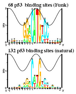 Sequence logos for 68 p53 binding sites (from Funk) and
132 p53 binding sites (from natural sites).
