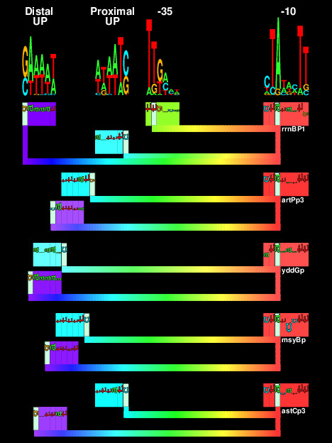 Proposed cover figure for sigma38 paper
showing sequence logos and walker for several genes