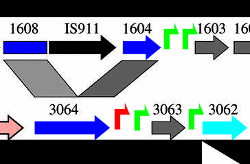Example of Xfig graphic, diagram showing
           components of bacteriophage T7 islands as colored arrows,
           rectangles and numbers.