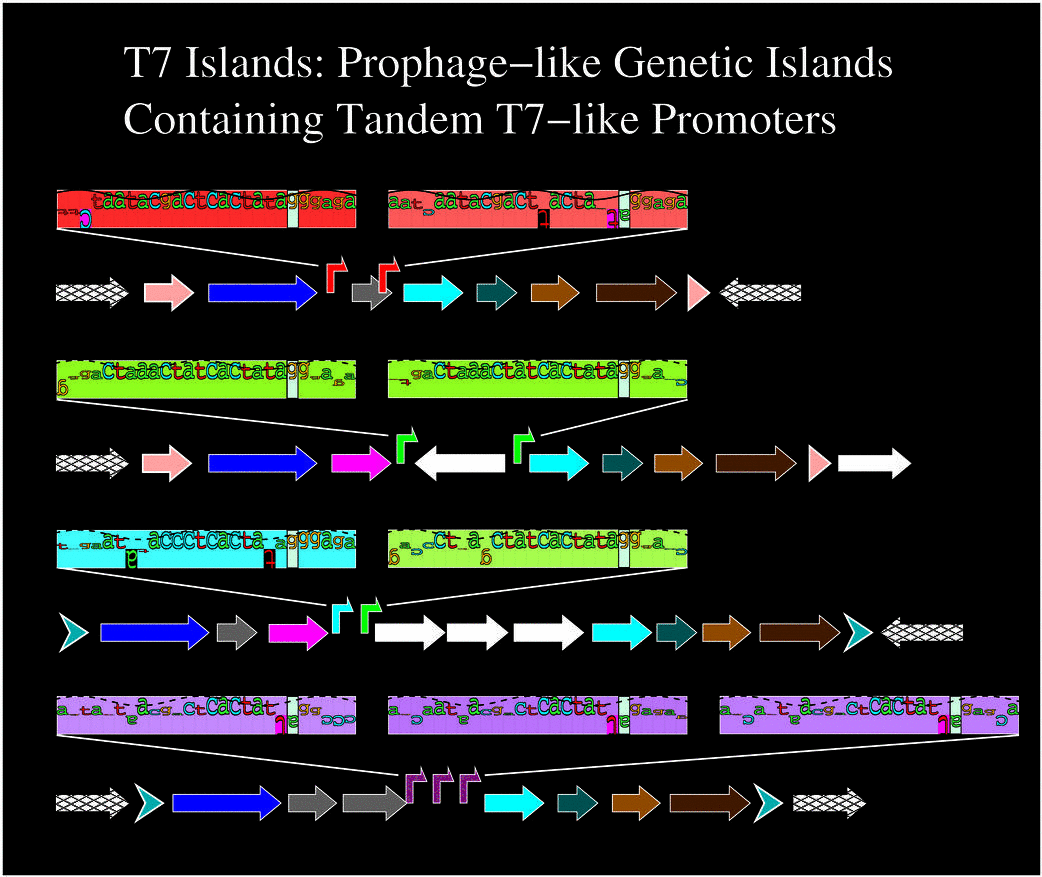 Cover of Nucleic Acids Research volume 34 issue 4.  T7
Islands: Prophage-like Genetic Islands Containing Tandem
T7-like Promoters.  Four T7 Islands are shown using colored
arrows for genes.  End repeat sequences are shown along
with bent arrows for T7-like promoters.  The T7-like
promoters are also shown as sequence walkers.