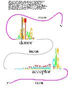 Tiny image of human donor and acceptor sequence logos
connected by an intron curve and surrounded by exon curves.