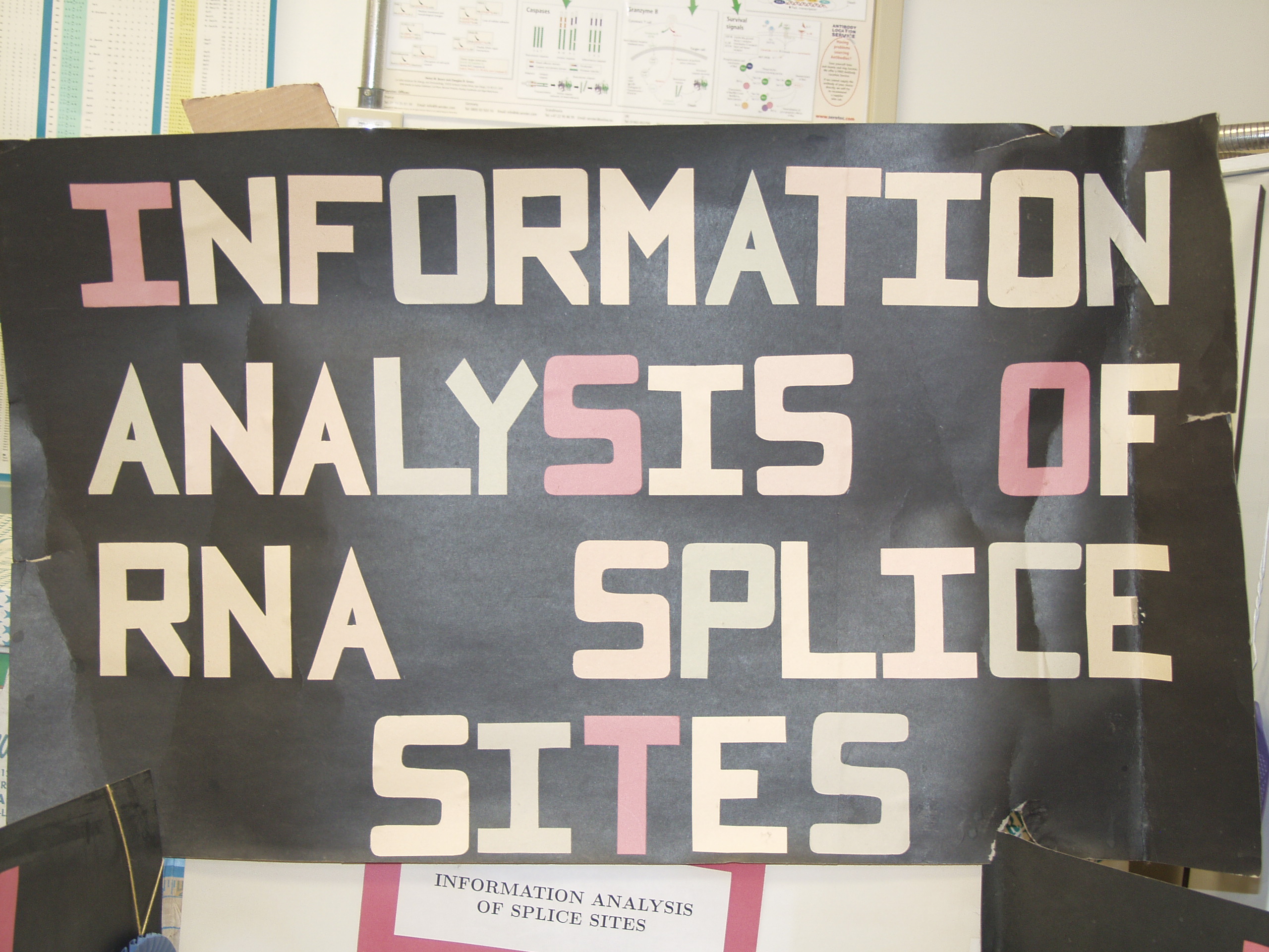 P8237770.JPG Photograph of Mike Stephen's 1990 science fair poster 'Information analysis of RNA splice sites'