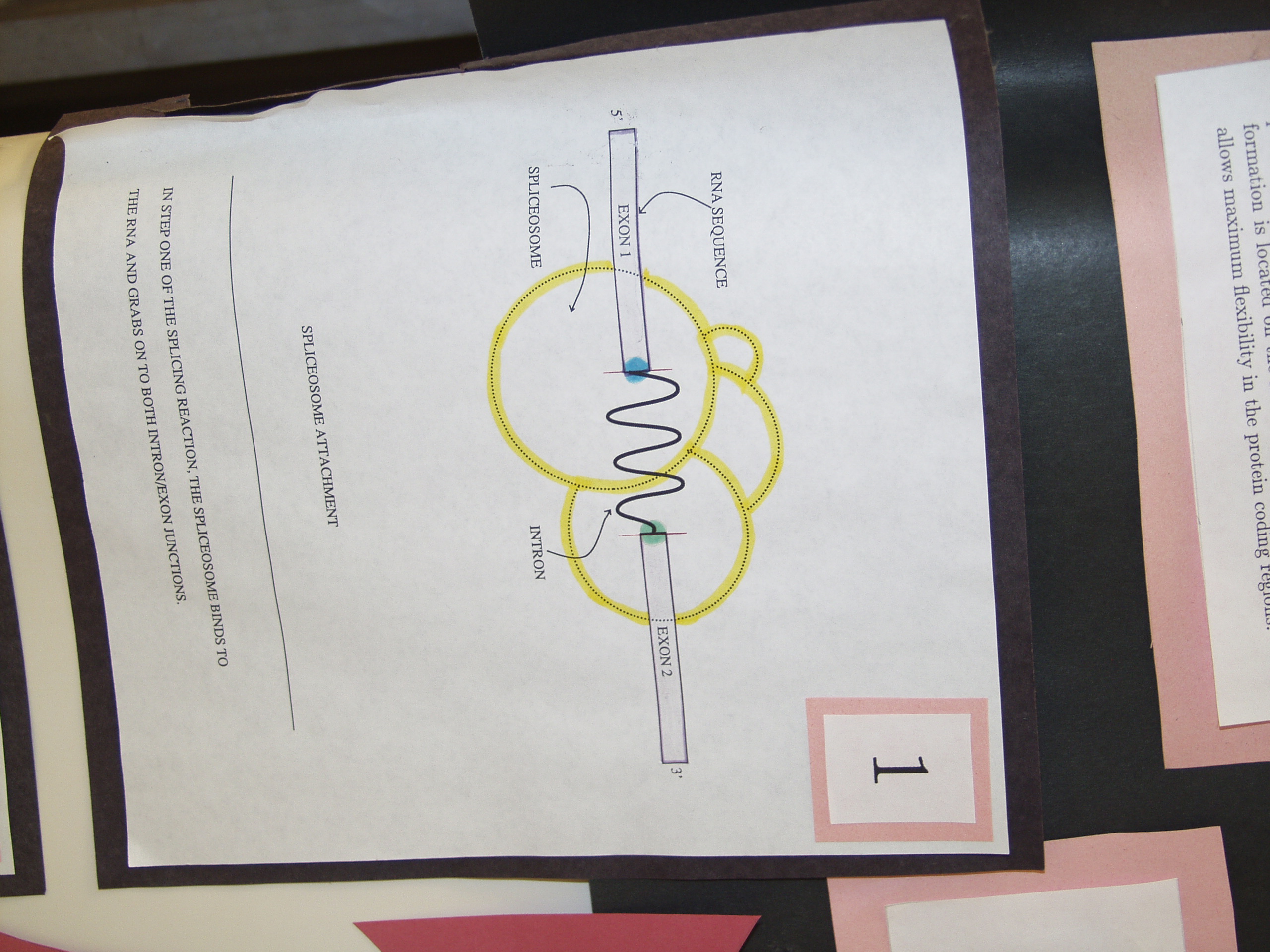 P8237788.JPG Photograph of Mike Stephen's 1990 science fair poster 'Information analysis of RNA splice sites'