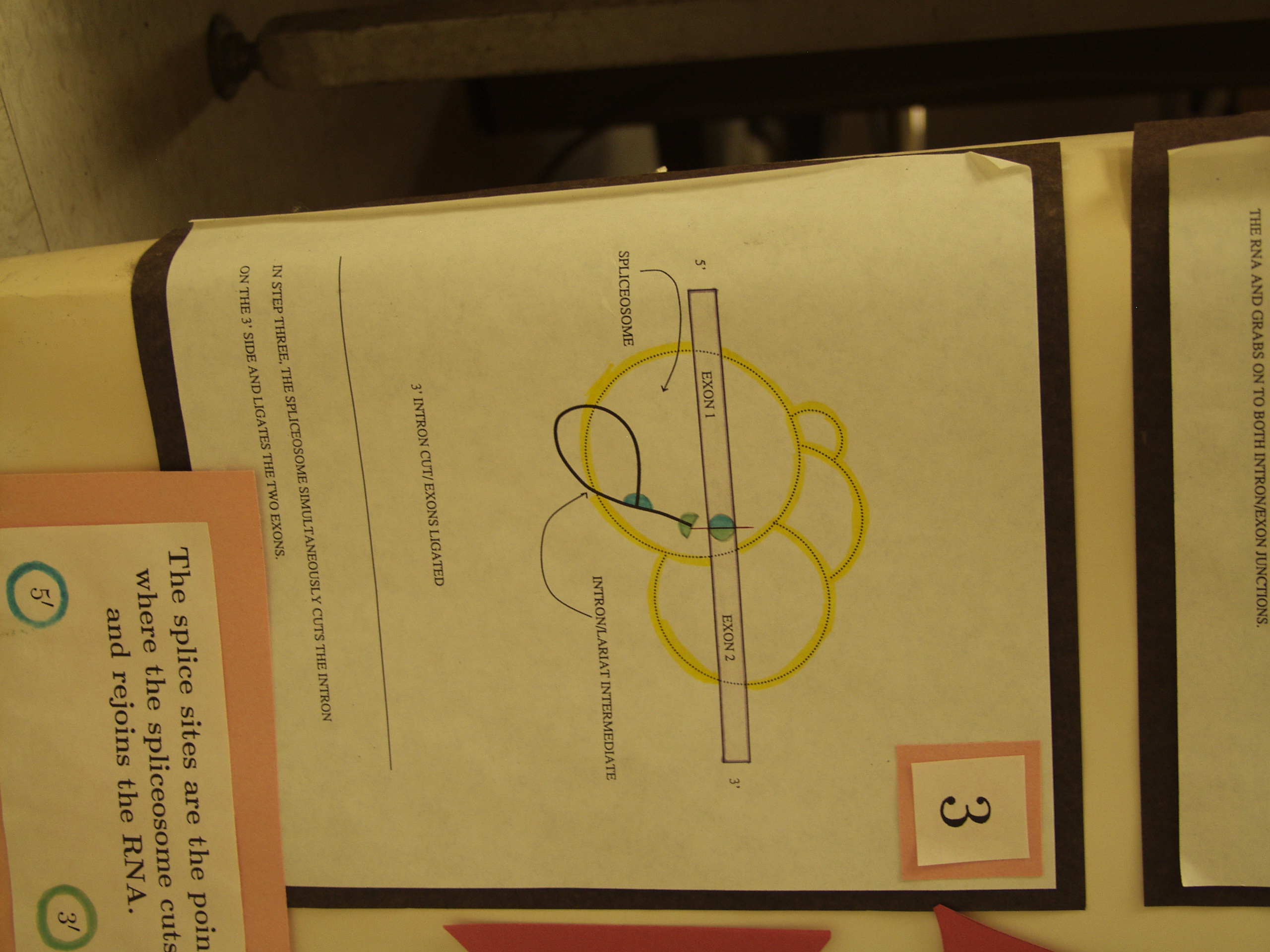 P8237791.JPG Photograph of Mike Stephen's 1990 science fair poster 'Information analysis of RNA splice sites'