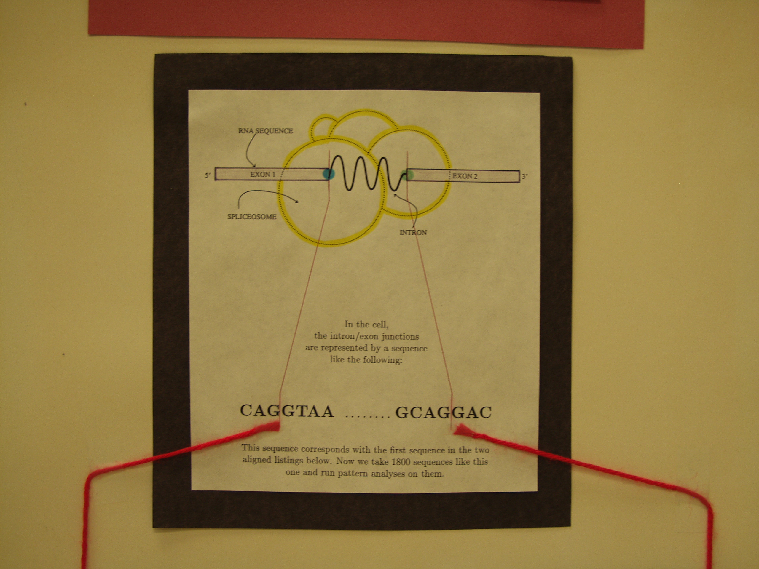 P8237794.JPG Photograph of Mike Stephen's 1990 science fair poster 'Information analysis of RNA splice sites'