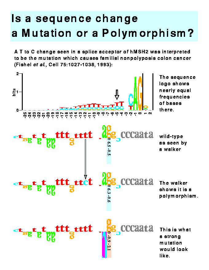 Is a sequence change a Mutation or a Polymorphism?  A T
to C change seen in a splice acceptor of hMSH2 was
interpreted to be the mutation which causes familial
nonpolyposis colon cancer (Fishel et al., Cell
75:1027-1038, 1993): The sequence logo (of human splice
acceptor sites) shows nearly equal frequencies of bases
there (at position -5 relative to the first base on the
intron size as zero).  Wild-type as seen by a sequence
walker with letters up and down summing to 6.5 bits.  The
next walker shows that A to C change at -5 is a
polymorphism since the information only changes from 6.5 to
6.3 bits.  An A at -1 to C is a strong mutation (the near 2
bit upwards A at 0 becomes a downward C with purple
background and the total becomes -0.9 bits).