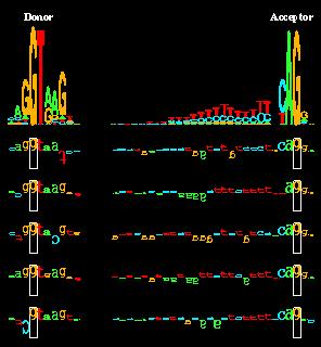 Cover of Nucleic Acids Research November 1997 showing
sequence logos for human donor and acceptor splice junction
sites above 5 example sequence walkers for each splice
junction.